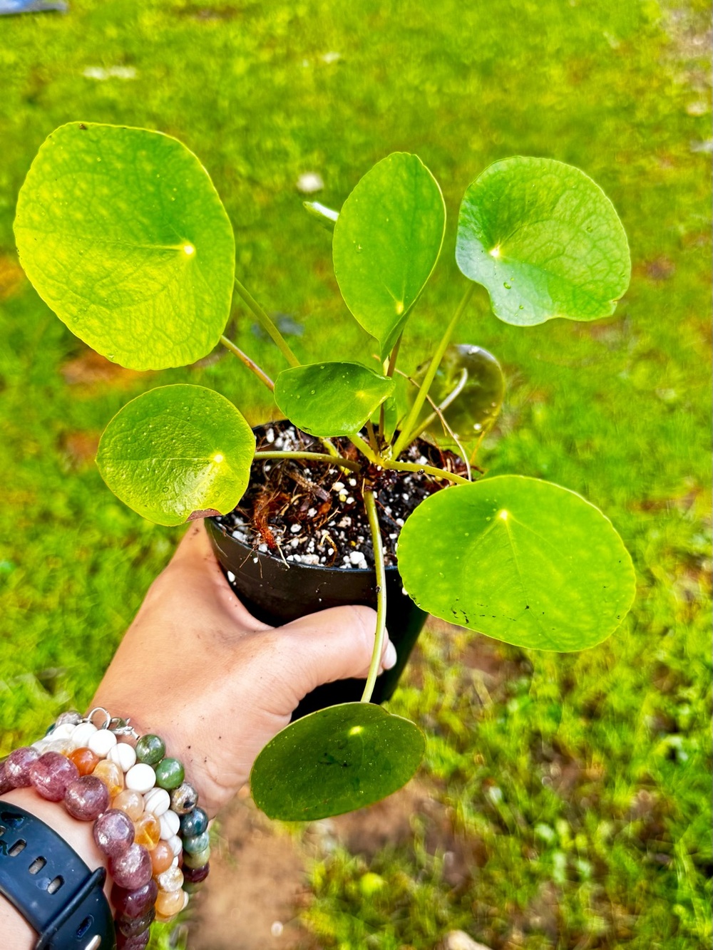 Pilea Peperomioides (Chinese Money Plant) - Vibrant Green